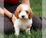Small #2 Miniature Labradoodle