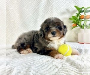 Cock-A-Poo Puppy for sale in GREENFIELD, IN, USA