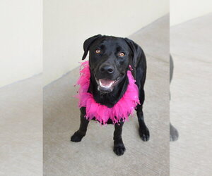 Vanta - Female Mutt Dog for Adoption - Photo #3