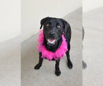 Small Photo #3 Mutt Puppy For Sale in McKinney, TX, USA