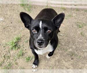 Mutt Dogs for adoption in Martinez, CA, USA