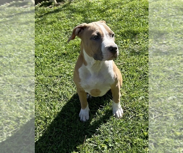 Medium Photo #4 American Bully Puppy For Sale in SALEM, IL, USA