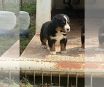Small #5 Bernese Mountain Dog