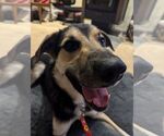 Small #2 German Shepherd Dog Mix