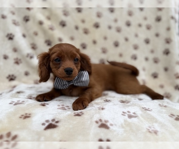 Medium Photo #5 Cavapoo (Miniature) Puppy For Sale in LAKELAND, FL, USA