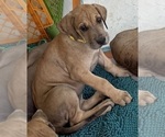 Small #2 Great Dane