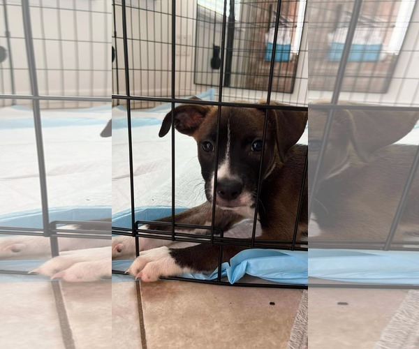 Medium Photo #4 American Pit Bull Terrier-Border Collie Mix Puppy For Sale in Princeton, MN, USA