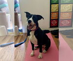 Small #11 American Pit Bull Terrier-Labrador Retriever Mix