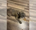 Small #3 American French Bull Terrier
