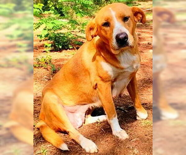 Medium Photo #4 Labrador Retriever-Unknown Mix Puppy For Sale in Frankston, TX, USA