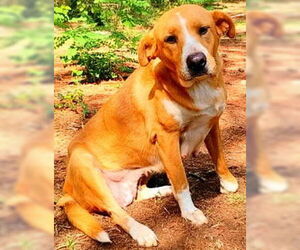 Amris - Female Labrador Retriever-Unknown Mix Dog for Adoption - Photo #4