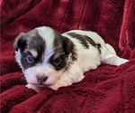 Small #6 Havanese