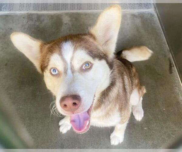 Medium Photo #1 Siberian Husky Puppy For Sale in Orange, CA, USA