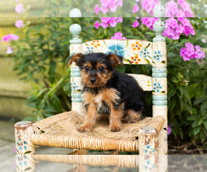 Medium Yorkshire Terrier