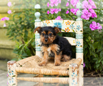 Puppy Muriel Yorkshire Terrier