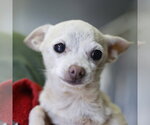 Small Chihuahua Mix