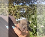 Small #8 Faux Frenchbo Bulldog