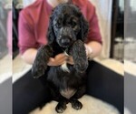 Small Photo #23 Goldendoodle Puppy For Sale in FORT LAUDERDALE, FL, USA