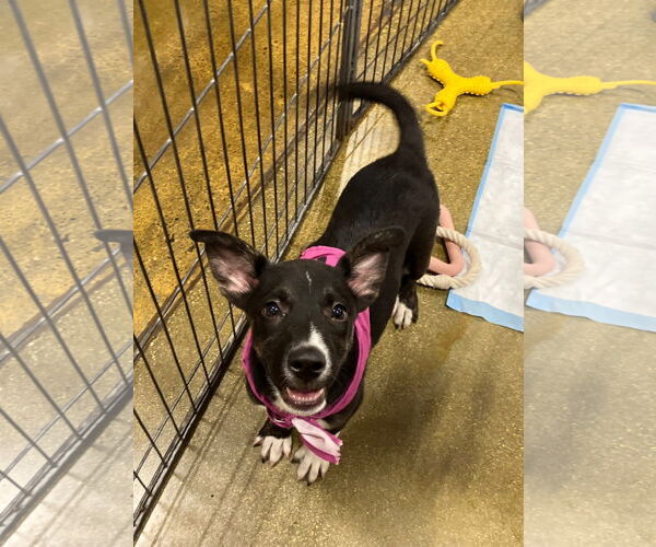 Medium Photo #2 Mutt Puppy For Sale in El Centro, CA, USA