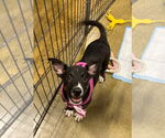 Small #1 Mutt