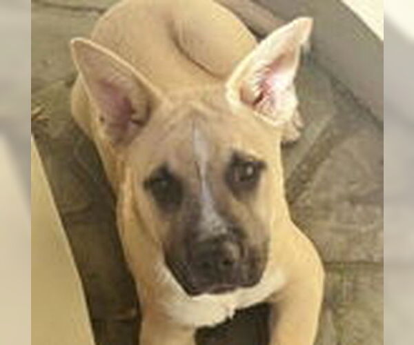 Medium Photo #2 Anatolian Shepherd-Unknown Mix Puppy For Sale in Fremont, CA, USA