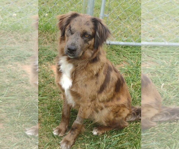 Medium Photo #3 Australian Shepherd-Unknown Mix Puppy For Sale in Cookeville, TN, USA