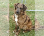 Small #2 Australian Shepherd Mix
