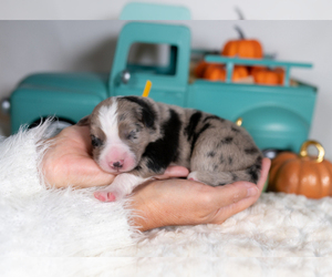 Border Collie Puppy for sale in CONWAY, MO, USA