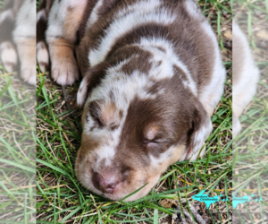 Catahoula Leopard Dog Puppy for sale in MORAN, MI, USA