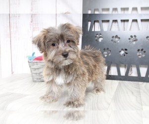 Yo-Chon Puppy for sale in MARIETTA, GA, USA