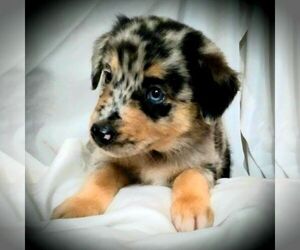 Australian Shepherd Puppy for sale in LINDEN, TN, USA