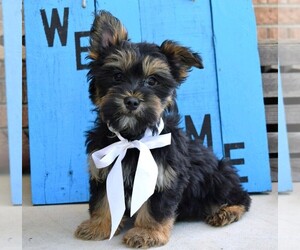 Morkie Puppy for sale in COSHOCTON, OH, USA