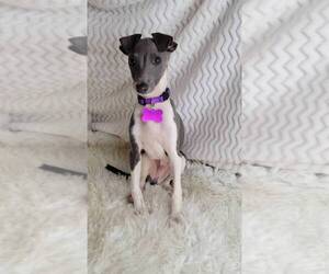 Italian Greyhound Puppy for sale in JASONVILLE, IN, USA
