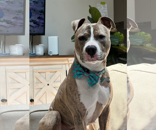Medium Photo #2 American Pit Bull Terrier Puppy For Sale in Alexandria, VA, USA