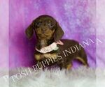 Small Photo #40 Dachshund Puppy For Sale in WARSAW, IN, USA