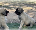 Small Photo #10 Kangal Dog Puppy For Sale in WACO, TX, USA