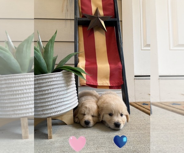 Medium Photo #65 Golden Retriever Puppy For Sale in EXTON, PA, USA