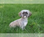 Small Photo #1 Shih Tzu Puppy For Sale in SYRACUSE, IN, USA