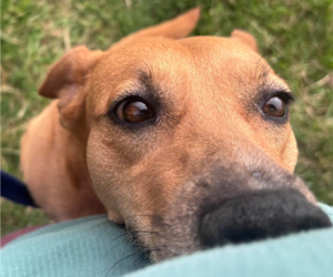 Labrador Retriever-Unknown Mix Dogs for adoption in Brooklyn Center, MN, USA