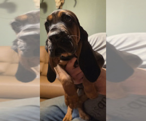 Medium Bloodhound