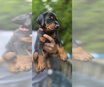 Puppy Pink collar Doberman Pinscher