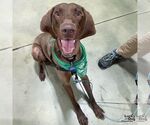Small #6 German Shorthaired Pointer Mix