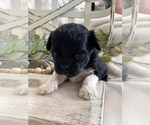 Small Photo #28 Cavapoo Puppy For Sale in MARQUAND, MO, USA