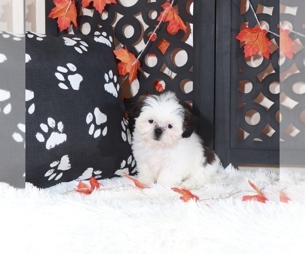 Medium Photo #2 Shih Tzu Puppy For Sale in MOUNT VERNON, OH, USA