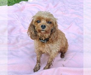 Mother of the Cavapoo (Miniature) puppies born on 07/02/2026