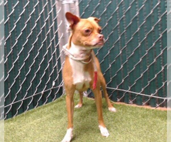 Medium Photo #1 Chihuahua Puppy For Sale in Downey, CA, USA
