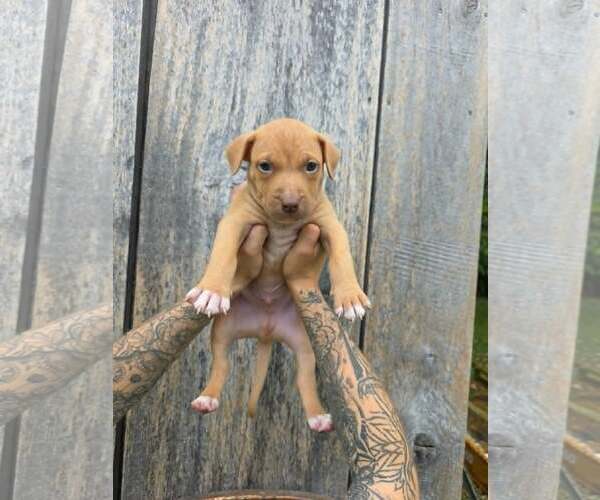 Medium Photo #1 American Pit Bull Terrier-American Staffordshire Terrier Mix Puppy For Sale in Frankenmuth, MI, USA