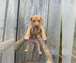 Small American Pit Bull Terrier-American Staffordshire Terrier Mix