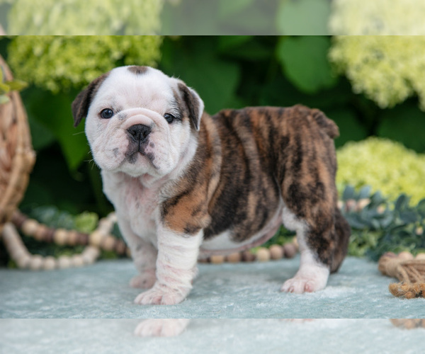 Medium Photo #2 English Bulldog Puppy For Sale in MILLERSBURG, OH, USA