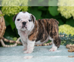 Small #1 English Bulldog